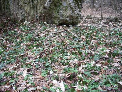 Прикрепленное изображение: getImage.jpeg